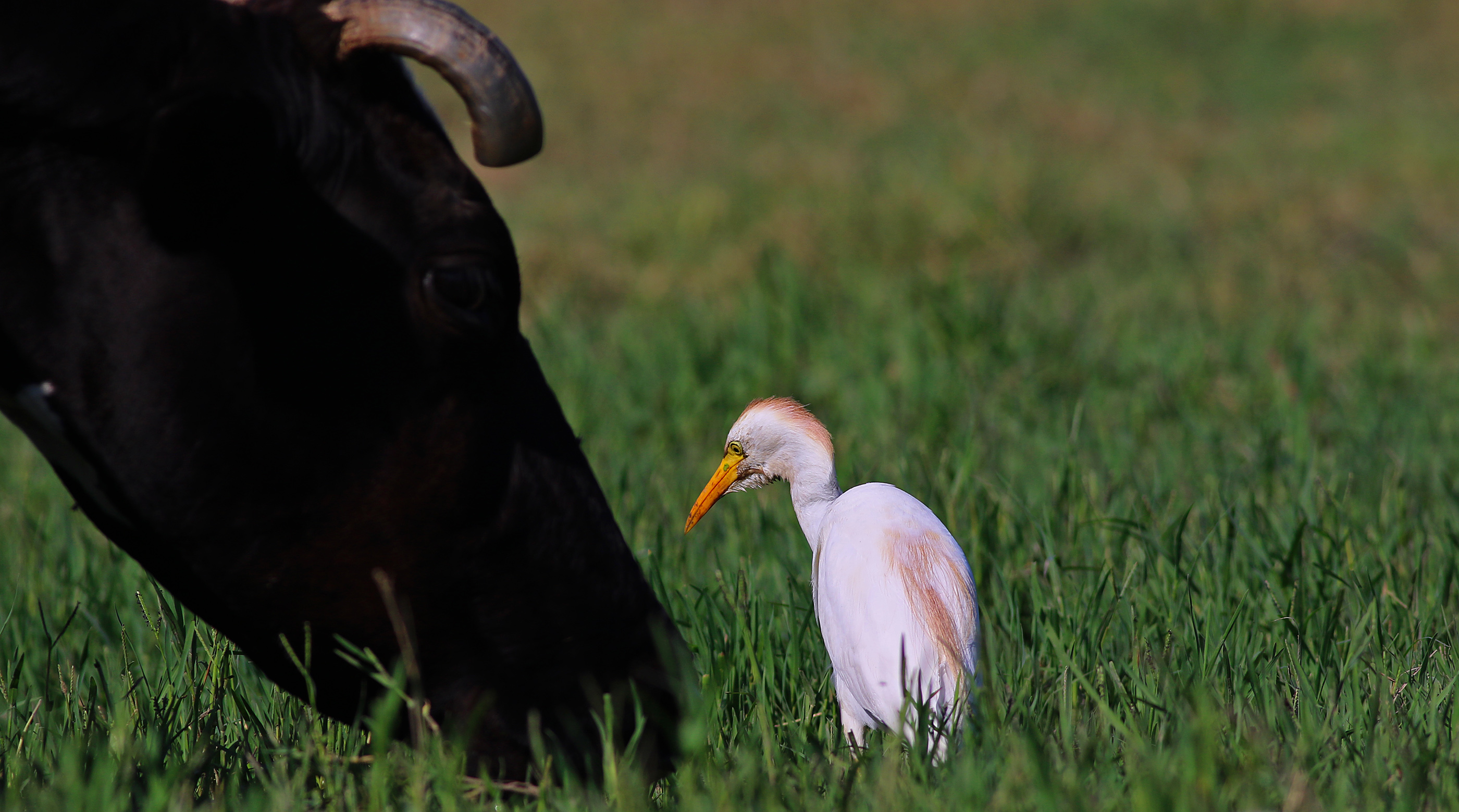 Cattle Egret